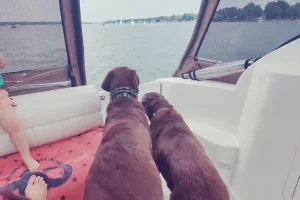 Chiropractic Holland MI Labs Allie And Griffon